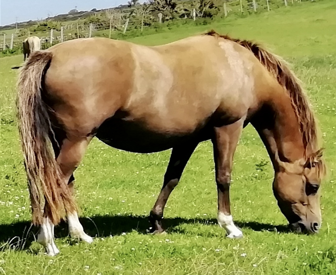 Mares – Cadlan Valley Stud