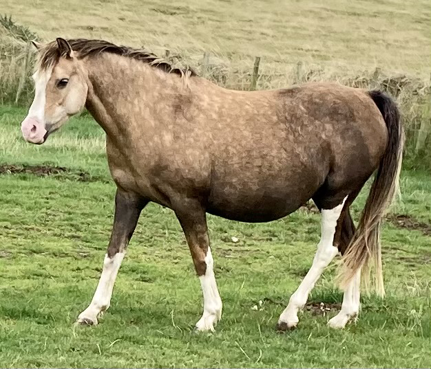 Mares – Cadlan Valley Stud