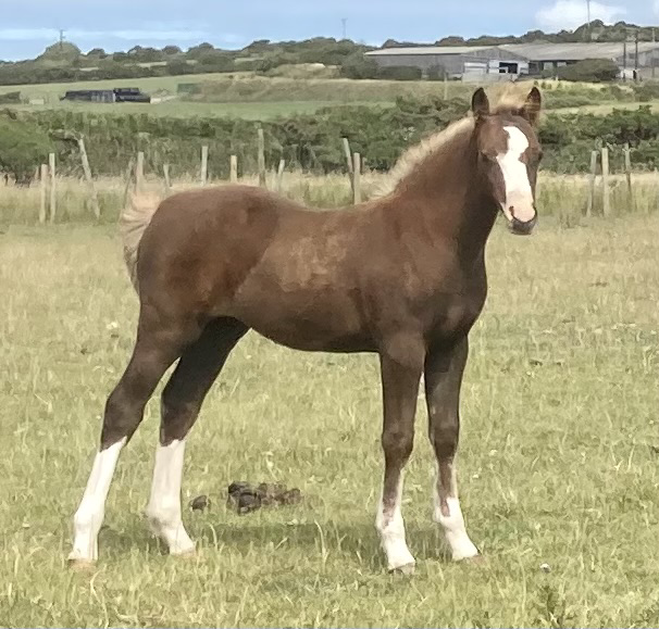 Foals 2023 – Cadlan Valley Stud